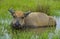 Young water buffalo out in the nature