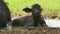 Young water buffalo sitting in mud puddle