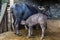 Young water buffalo suckling