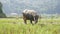 Young water buffalo tethered with rope walks on meadow on the green tropical hills background. 4k