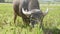 Young water buffalo tethered with rope walks on meadow on the green tropical hills background. Closeup. 4k