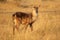 Young waterbuck