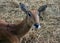 Young waterbuck