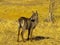 Young waterbuck