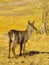 Young waterbuck