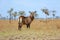 Young waterbuck at masai mara