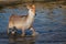 Young waterbuck in water