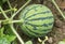 Young Watermelon