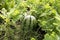 Young watermelon growing in vegetable garden