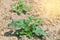 Young watermelon plants on plantation