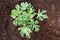 Young watermelon seedlings growing on the vegetable bed. Top view