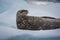 Young Weddell Seal lays on ice in Antarctica