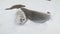 Young weddell seal play together close-up view