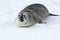 Young Weddell seals calling female on the snow.