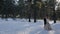 Young wedding couple walking in snowy pine forest wintertime outdoors