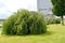 Young weeping birch Betula pendula `Youngii` in a city square