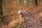 Young weimaraner dog dog in autumn landscape. Autumn hunting. Hunting dog running in the woods