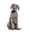 Young Weimaraner pointing dog sitting and weraing a collar