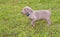 Young Weimaraner puppy walking in grass