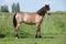 Young welsh mountain pony mare