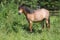 Young welsh mountain pony mare