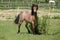 Young welsh mountain pony mare running