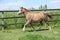 Young welsh pony mare running