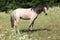 Young welsh pony standing on pasturage