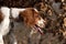 Young welsh springer spaniel