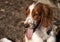 Young welsh springer spaniel