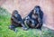 Young Western lowland gorilla - Gorilla gorilla gorilla - mother