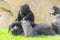 Young western lowland gorillas are playing