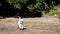 Young westie west highland terrier dog playing fetch on beach with tennis ball in New Zealand NZ