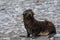 Young, wet, fur seal pup, fresh out of the ocean, on a rock and sand beach, Salisbury Plain, South Georgia