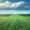 Young wheat crop in field against large storm cloud