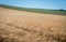 Young wheat ears growing and ripening in organic cereal cultivation