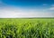 Young wheat field