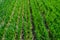 Young wheat field in spring, seedlings growing in a soil. Green