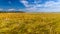 Young wheat growing in green farm field