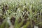 Young wheat plants