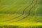 Young wheat plants grow in the field. Vegetable rows, agriculture, farmlands in Hungary