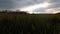 Young wheat plants on wheat field lit by rays of late afternoon sun peeping from cloudy skies. Tree lane in background.