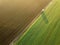 Young Wheat seedlings growing in a field Aerial view. Tractor