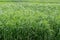 Young wheat sprouts, on the field, under the blue sky