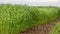 Young wheat sprouts, on the field, under the blue sky