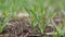 Young wheat sprouts, on the field, under the blue sky