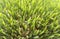 Young wheat sprouts. Green grass. Top view. Stock photo