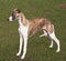 Young Whippet posed