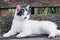 A young white beautiful cat with gray spots on his head and nose lies on an old wooden bench