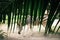 young white and black zebra animal in tropical safari zoo national park Thailand with blurred green palm leaves on for